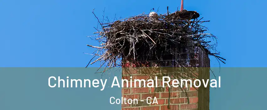 Chimney Animal Removal Colton - CA