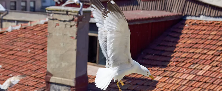 Residential Chimney Animal Removal Solution in Colton, CA