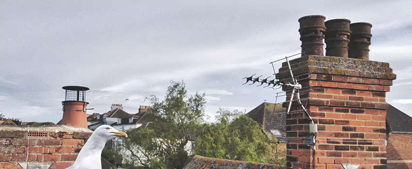 Chimney Cleaning And Restoration in Colton, California